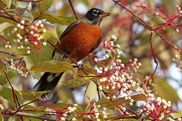 Fall Robin by Deb Oppermann
